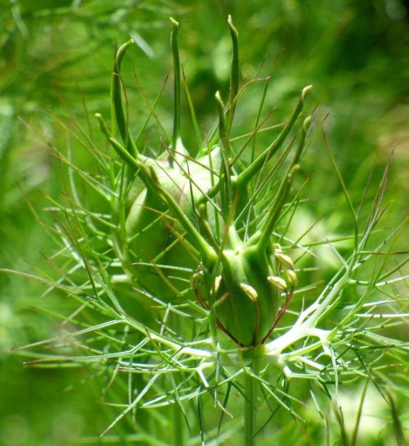 Love in a Mist seed head by fishers