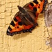 Moth by okvalle