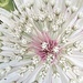 Astrantia Flower by cataylor41