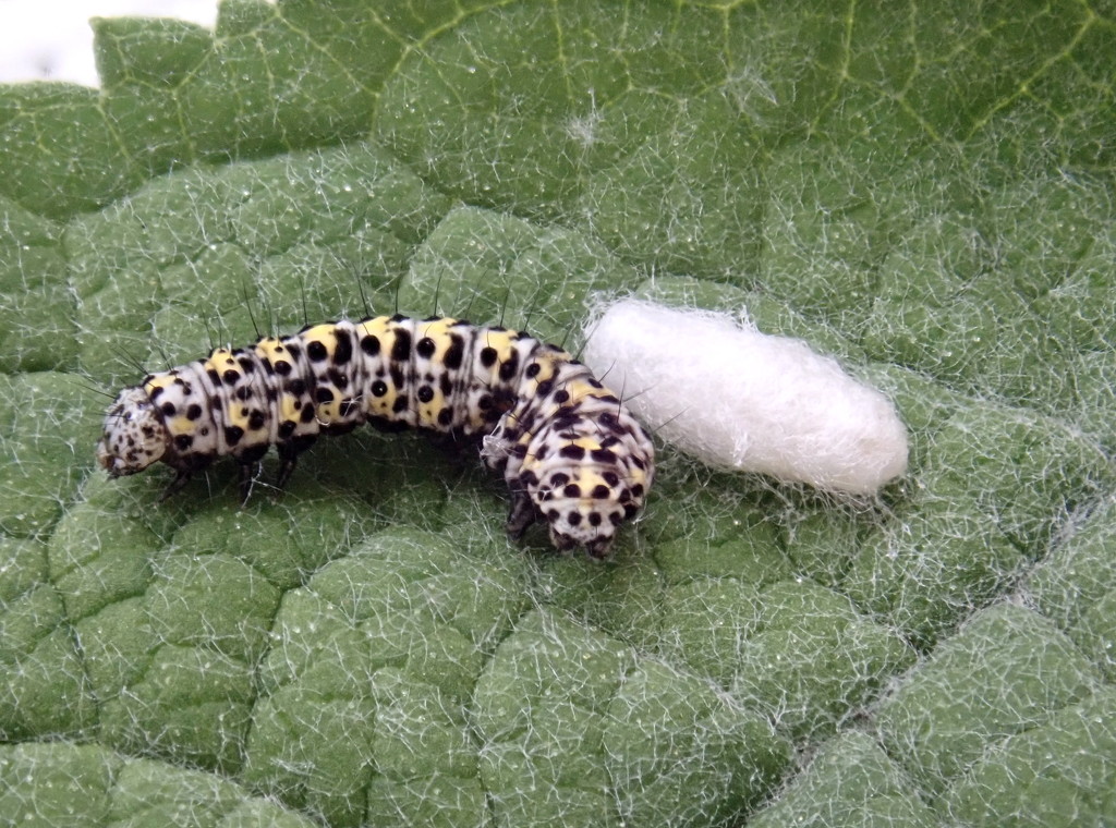 Mullein caterpillar, Ophion Luteus cocoon by jesika2