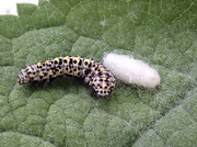 18th Jun 2021 - Mullein caterpillar, Ophion Luteus cocoon