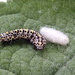 Mullein caterpillar, Ophion Luteus cocoon by jesika2