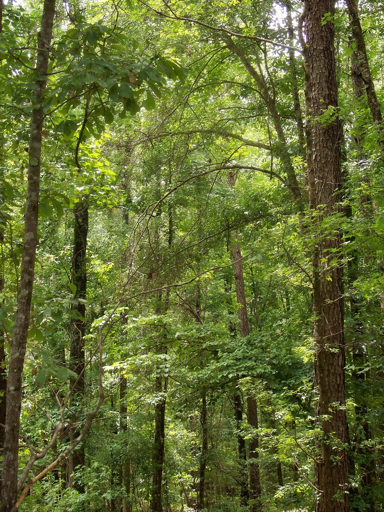 Just a few hardwood trees... by marlboromaam