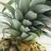 19June Pineapple by delboy207