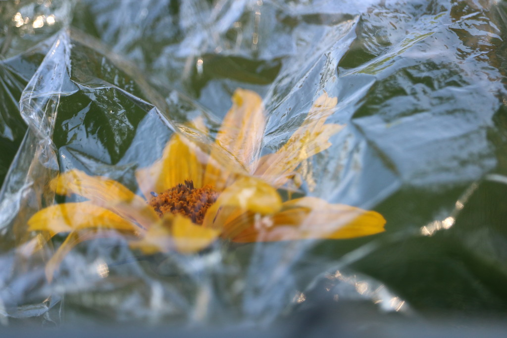 June 19: Coreopsis and Mundane Plastic Wrap by daisymiller