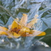 June 19: Coreopsis and Mundane Plastic Wrap by daisymiller