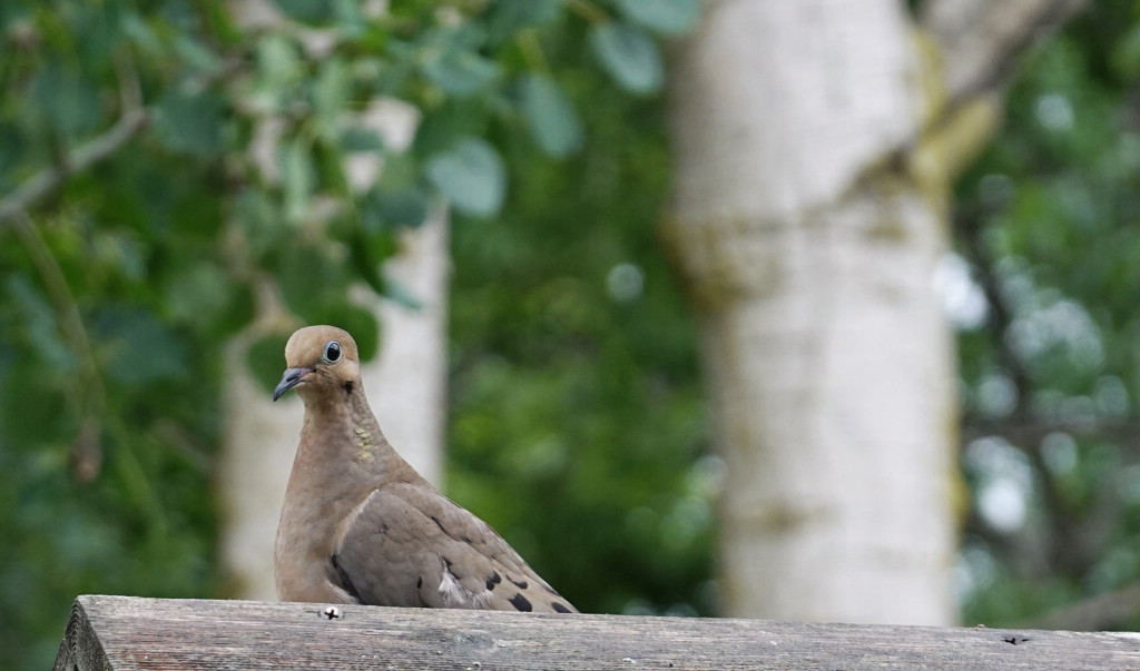 Mourning Dove by ljmanning
