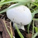 Mushroom by sugarmuser