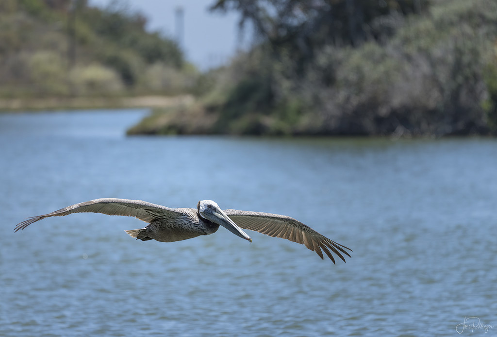 Brown Pelican Fly By  by jgpittenger