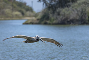 21st May 2021 - Brown Pelican Fly By 