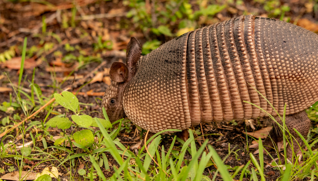 The Armadillo Came Out Again Today! by rickster549