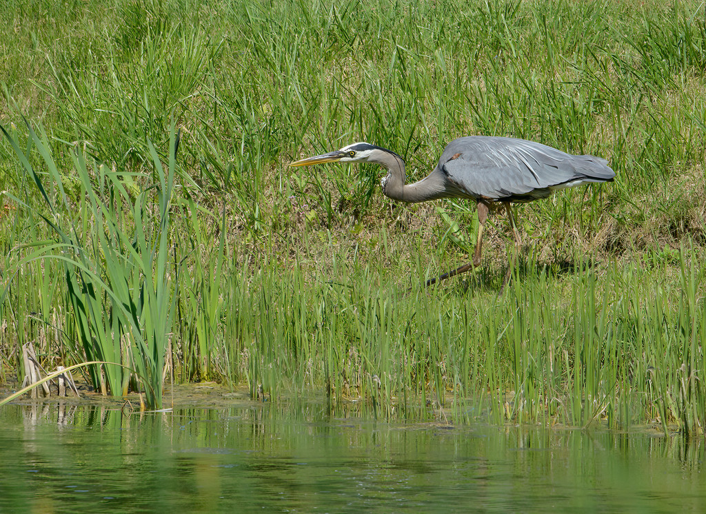 Great Blue Heron on the hunt by sprphotos