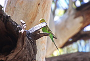 11th May 2021 - Day 7:  Standley Chasm - Budgerigar Hen