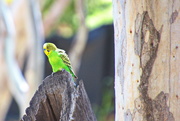 11th May 2021 - Day 7:  Standley Chasm - Budgerigar Cock