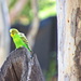 Day 7:  Standley Chasm - Budgerigar Cock by terryliv
