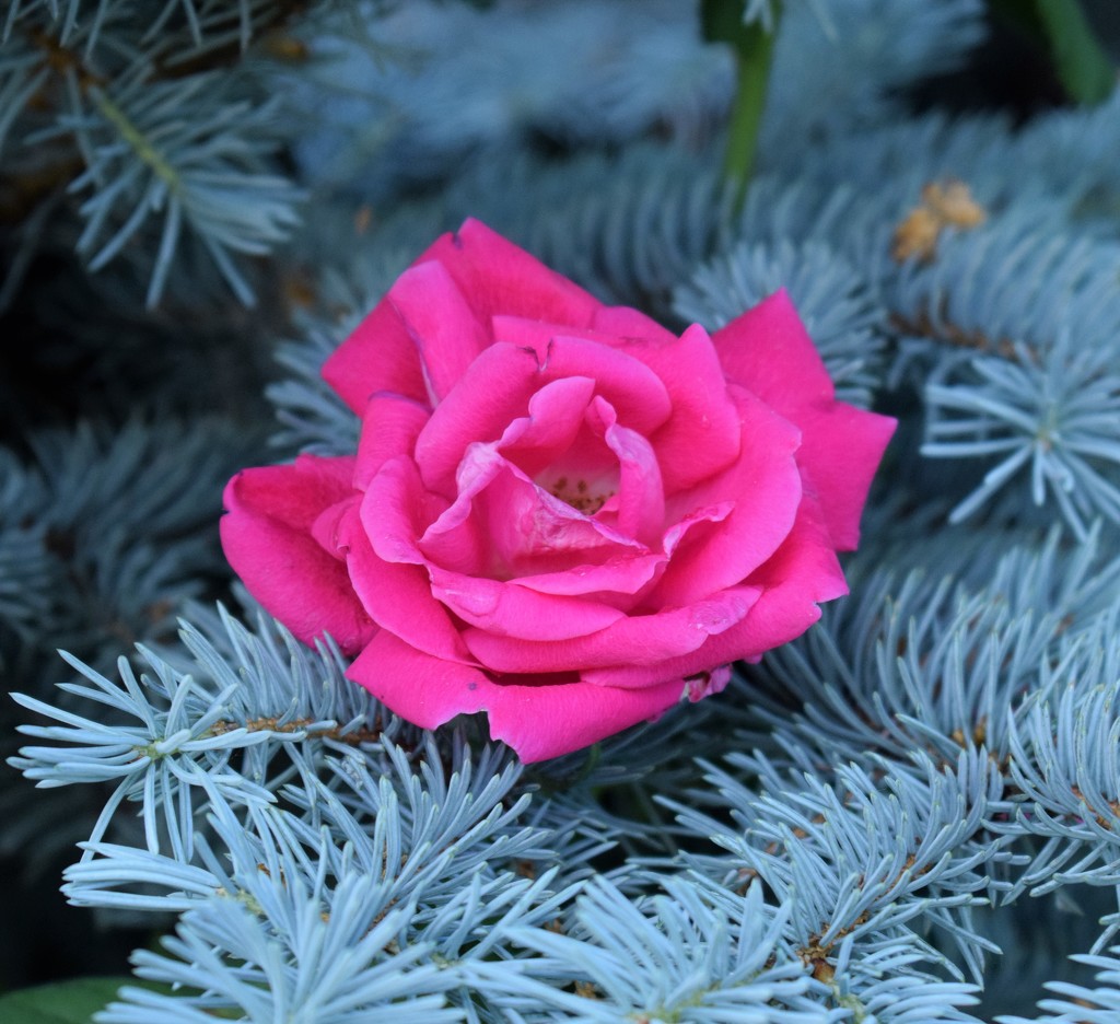 Rose in the Spruce by sandlily