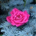 Rose in the Spruce by sandlily