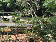 18th Jun 2021 - A little tree fell on the walkway to the dock