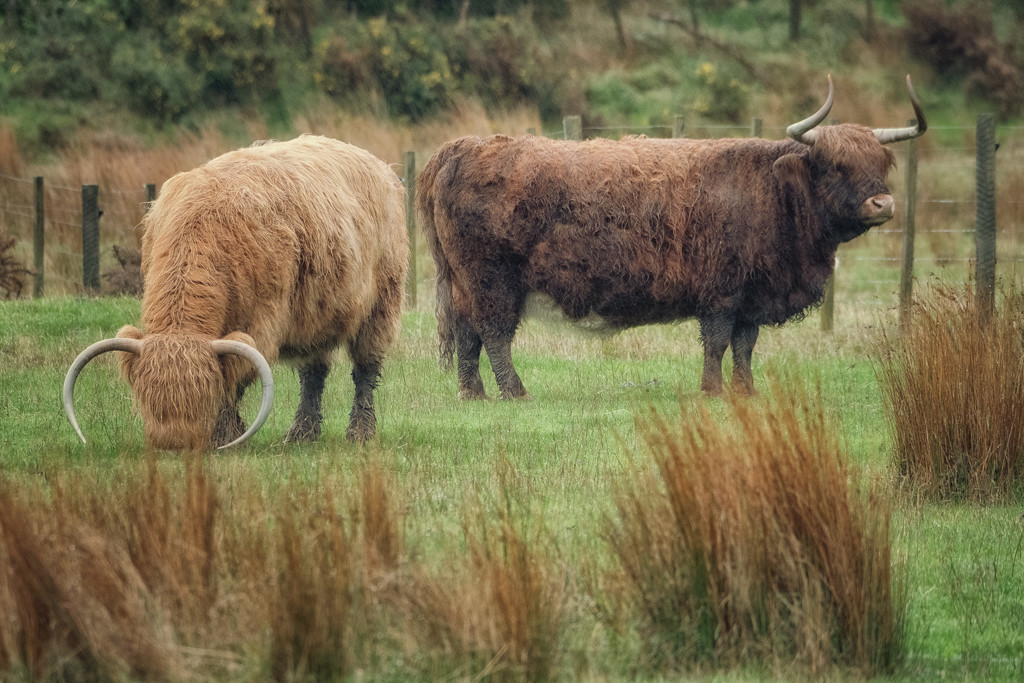 Two Coos by helenw2