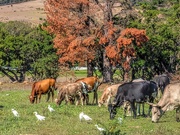 20th Jun 2021 - Some Nguni cattle