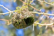 20th Jun 2021 - Weaver nest