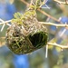 Weaver nest by ludwigsdiana
