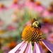 bee amazing by edorreandresen