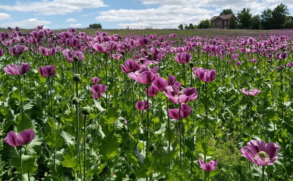 Poppy Field. by kclaire