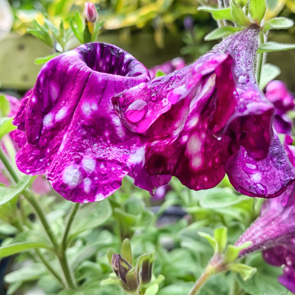 Another Soggy Petunia  by pamknowler