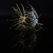 Nigella seed head by wakelys