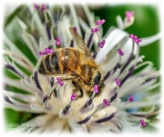 20th Jun 2021 - Honey Bee