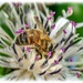 Honey Bee by carolmw