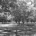 Pecan orchard... by marlboromaam