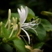 Lonicera japonica... by marlboromaam