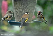 20th Jun 2021 - The goldfinch family
