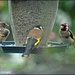 The goldfinch family by rosiekind