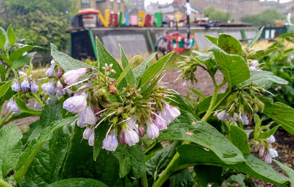 Comfrey on the towpath by boxplayer