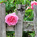Pink Rose by seattlite