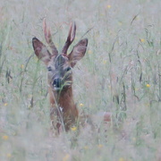 20th Jun 2021 - Deer at Moor Copse