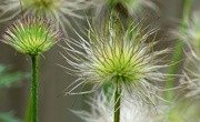 20th Jun 2021 - Pulsatilla vulgaris, the pasque flower