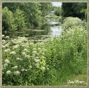 20th Jun 2021 - Greenery along the Canal.