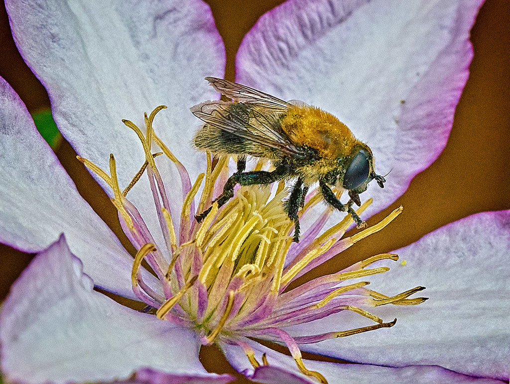 Bee(?) Visiting Clematis Flower by gardencat