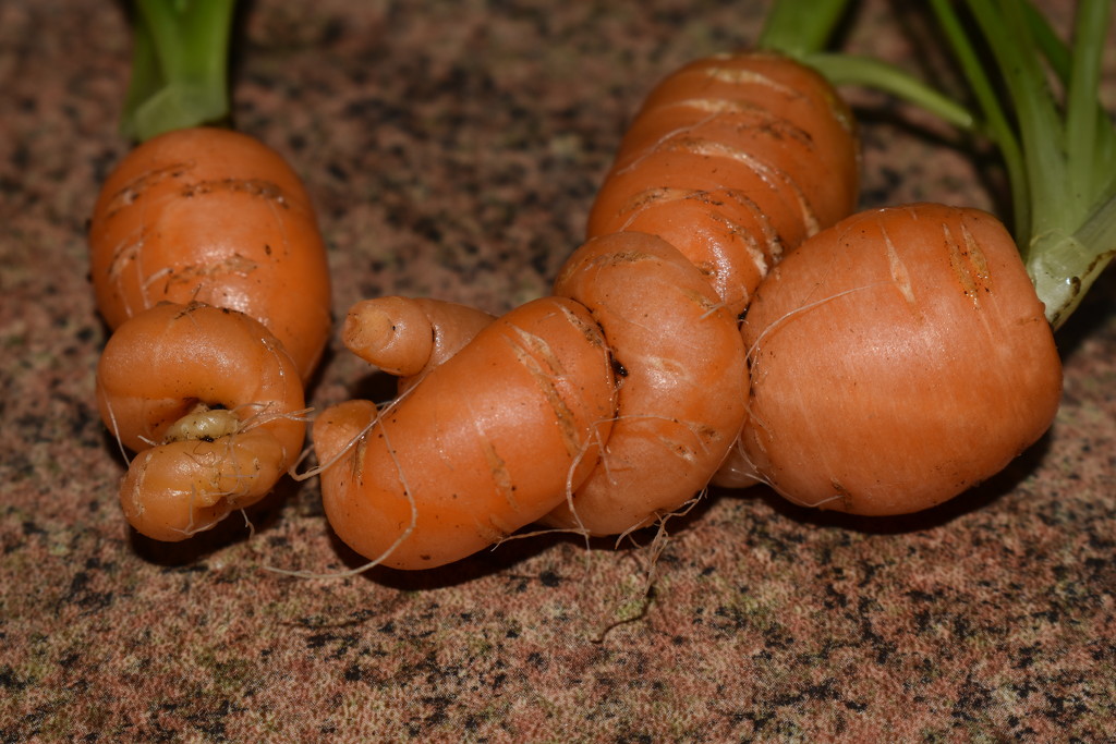 My loved-up carrots!!  by 365anne
