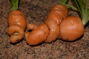 21st Jun 2021 - My loved-up carrots!! 