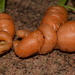My loved-up carrots!!  by 365anne
