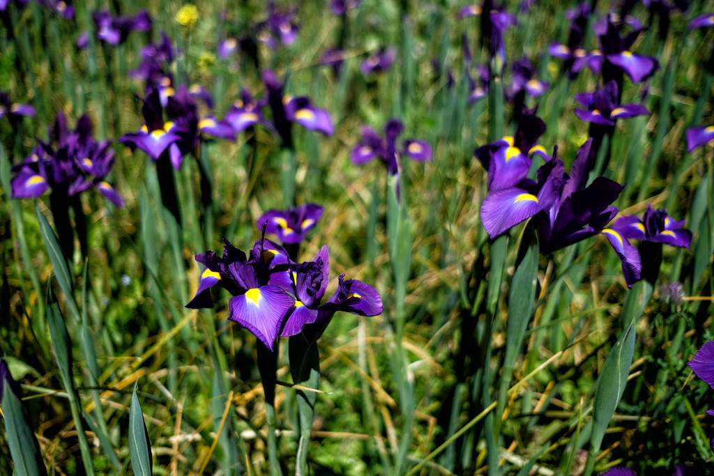 Irises by rumpelstiltskin