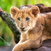 20th Jun 2021 - Lion cub