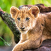 Lion cub by photographycrazy