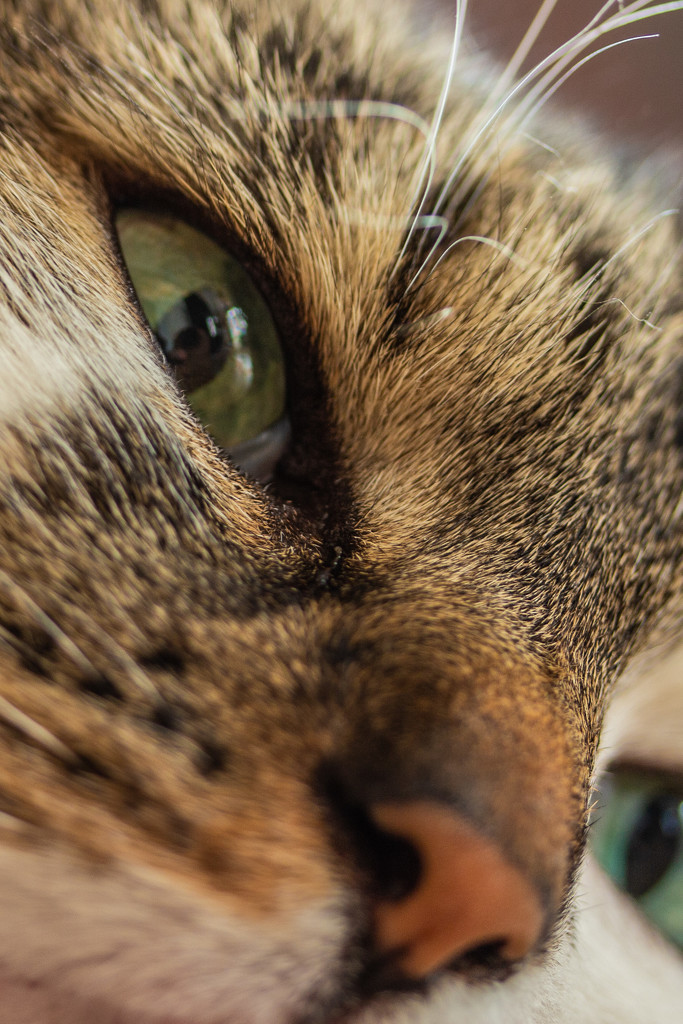 cat's eyes by j_kamil