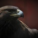 Day 148: Golden Eagle by jeanniec57